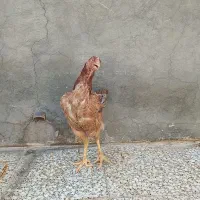 مرغ لاری ومحلی