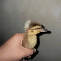 جوجه اردک محلی کاکلی و اسراعیلی تخمگذار