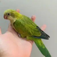 جوجه راهب و گرینچیک
