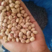 لوبیا