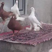 کبوتر