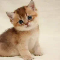 گربه بریتیش بلک گلد