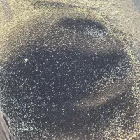فروش بذر تره شادگانی