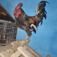 خروس عشایری عربی