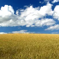 کارشناس آمار