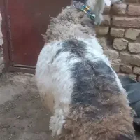 بز  قوچ  میش
