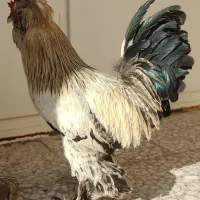 خروس سلطان