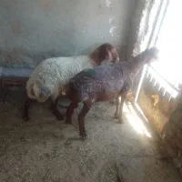 میش