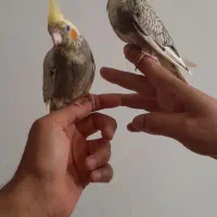 دوعدد جوجه عروس هلندی