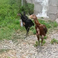 جوجه لار