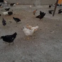 جوجه