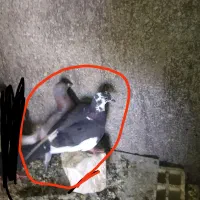 کبوتر|پرنده|چرام, |دیوار