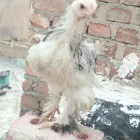 جوجه برهما لایت اصل