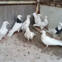 طوقی سرور فقط ۴۰۰تومن
