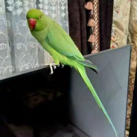 طوطی ملنگو