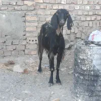 بز کل بدون بزغاله