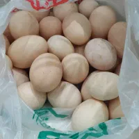 تخم نطفه دار از این نژاد