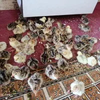 بوقلمون