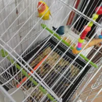 یک جفت کوتوله