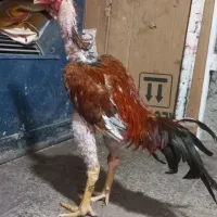 خروس لاری