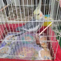 عروس هلندی نر