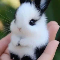 بچه خرگوش