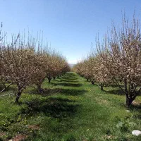 چیدن علف باغ
