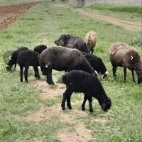 کاه سبزه کنگر