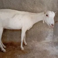 خمیر کندال