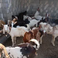 فروش گوسفند زنده و بصورت  قصابی در مکان بهداشتی