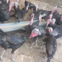بوقلمون ماده بالغ