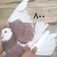 تعدادی کفترپرشی