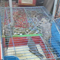 عروس هلندی