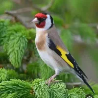 سهره چهارگل کراوات واضح مس به شرط