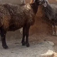 میش داشتی وگوشتی