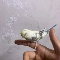 مرغ عشق دستی و مهربون