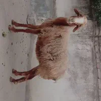 میش چاق و چله