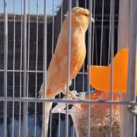 قناری مست خون چند عدد