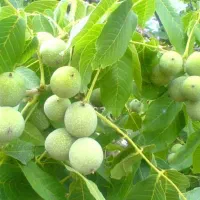 گردوی سبز