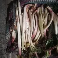 ریواس شربتی