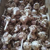فروش سیر بذری