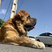 سنت برنارد