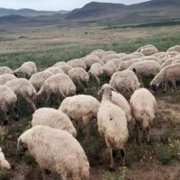 خریدو فروش میش بصورت نقد