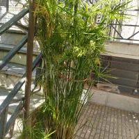 فروش گل|گل و گیاه طبیعی|محمدشهر, عباس آباد|دیوار