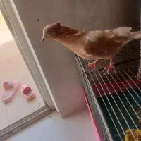 سرزرد ماده