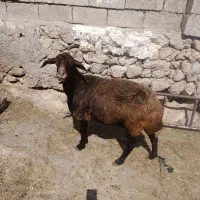 1عدد گوسفند سرحال گوشتیبرای قربانی وزن 45کیلو