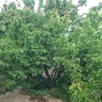 فروش ومعاوضه ی باغ ساردویبه