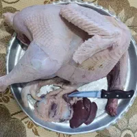 جوجه بوقلمون 120 روزه کیلویی 365