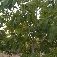 فروش-باغ-نزدیک-به-پل-زمانخان