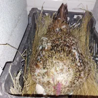 مرغ کرچ،کرچ،مرغ لری،مرغ کردی،مرغ لری